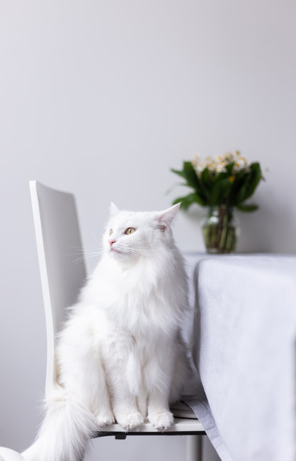 Quelle assurance chat pour un Angora turc ? - ADP Assurances