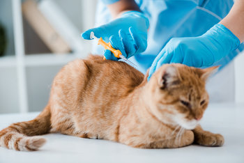 Puce électronique obligatoire pour les chats en 2026 : ce que dit la nouvelle loi européenne
