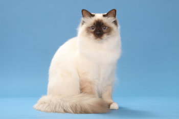 Assurance chat sacré de Birmanie : tarifs et garanties