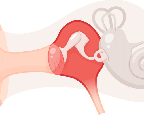 Tout savoir sur l'anatomie et le fonctionnement de l'oreille - ADP Assurances