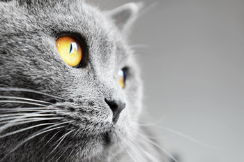 Assurance British Shorthair : offres et remboursements