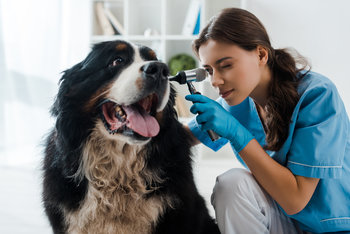 Maladie des chiens de race : prédispositions, symptômes et prévention