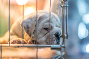 Vente des chiens et des chats bientôt interdite en animalerie