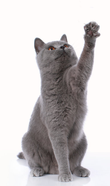 Assurance British Shorthair : offres et remboursements - ADP Assurances