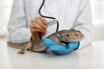 Les différents types d'assurances pour animaux exotiques