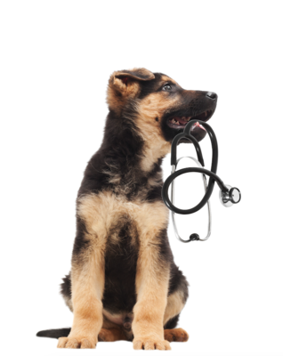 Téléconsultation animaux : consultations vétérinaires en ligne - ADP Assurances