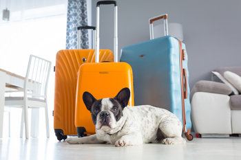 Assurance pour animaux lors de voyages à l'étranger