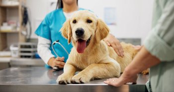 Pourquoi assurer mon chien ? Avantages, prévention et tranquillité