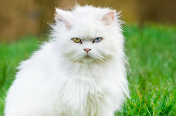 Quelle assurance chat pour un Angora turc ?