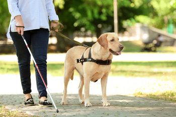 Assurance des chiens guides d'aveugle : guide complet