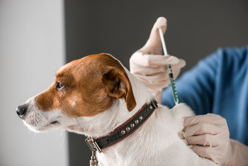 Assurance animaux : focus sur l'importance de la vaccination