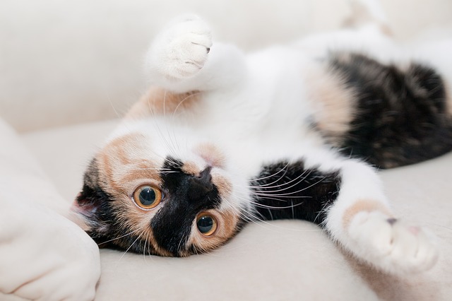 Peut-on encore souscrire une mutuelle pour un chat senior ?