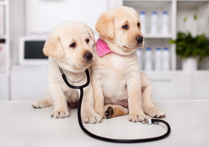 Quels sont les avantages à souscrire une assurance santé chien ?