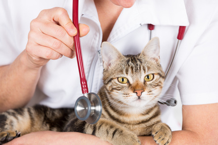 Quelles sont les causes de consultation vétérinaires chez le chat ?
