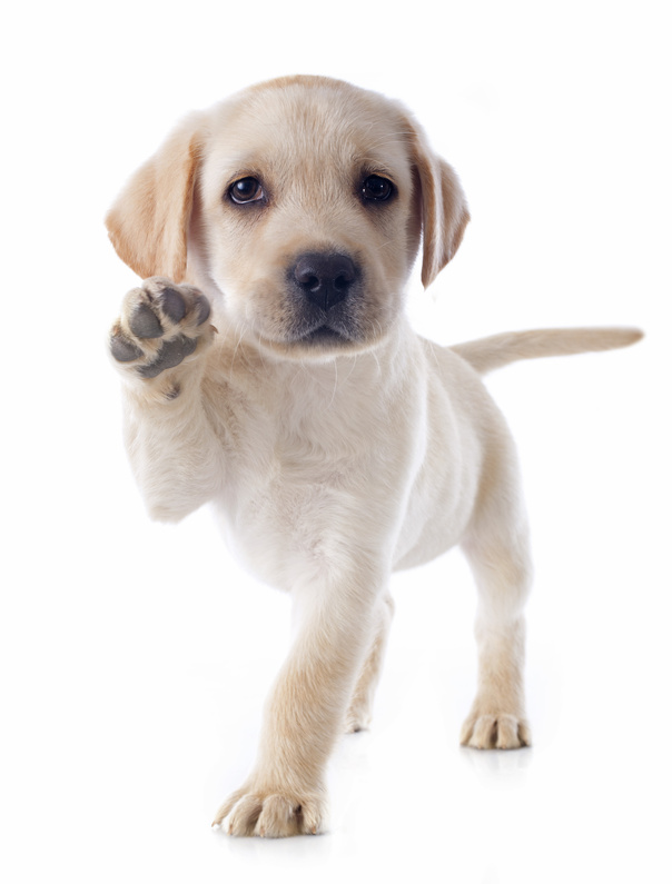 Assurance santé animale : comment choisir une mutuelle pour chien, chat et NAC ?