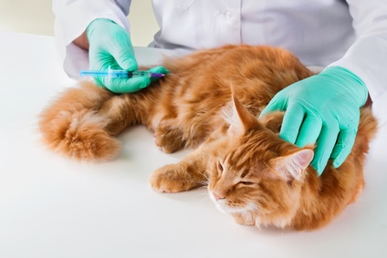 Mutuelle chat : quel intérêt à prendre une assurance pour son chat ?