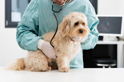 Combien coûte un chien chaque année en frais vétérinaires et autres dépenses ?